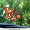 euphydryas maturna kuban male2